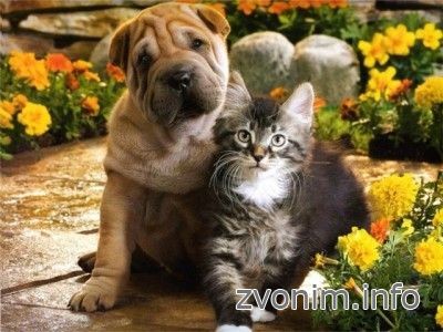 Ветеринария у Вас на дому по вызову Зеленоград - изображение 1